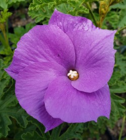 Blue Hibiscus, Lilac Hibiscus, Alyogyne huegelii, Hibiscus huegelii
